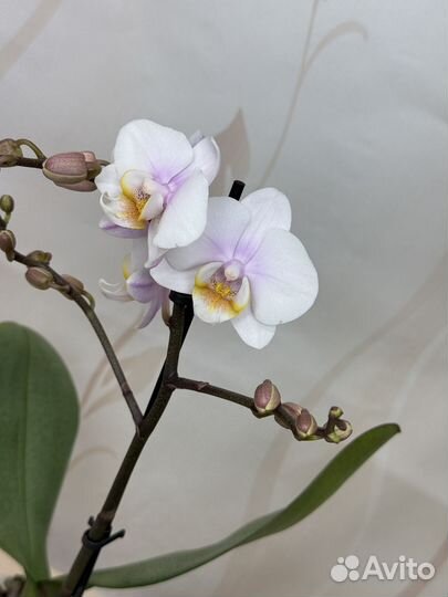 Орхидея фаленопсис новинка