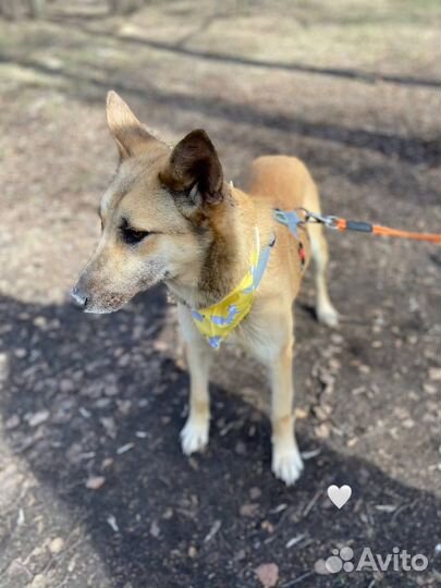 Собака в добрые руки