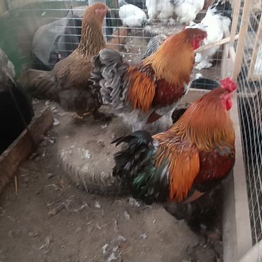 Цыплята брамы куропатчатой