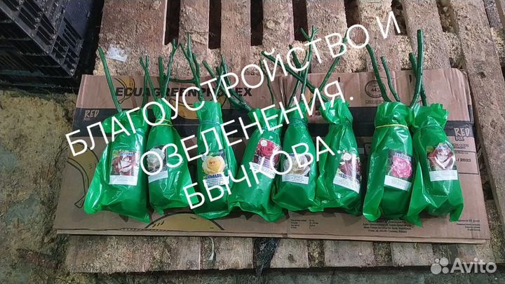 Розы окс