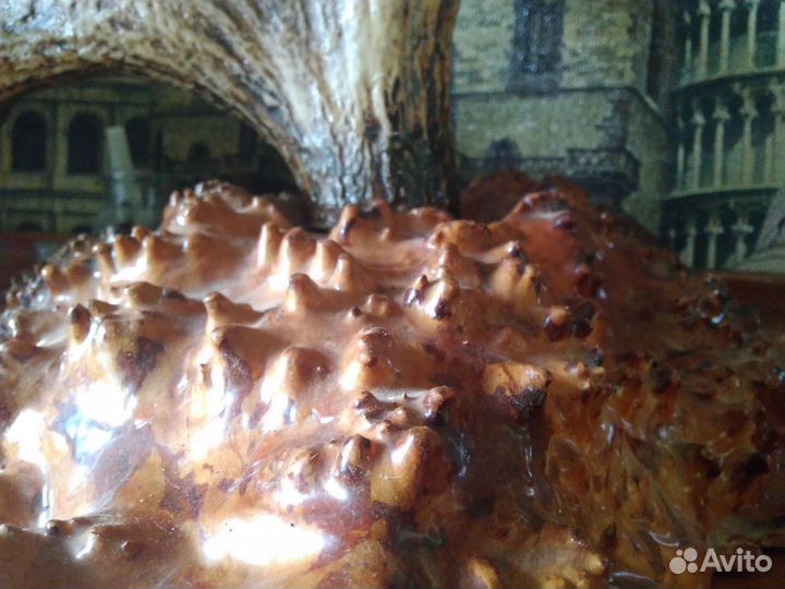 Рога лося на красивейшем капе