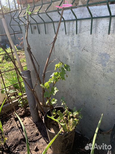 Смородина красная, черная