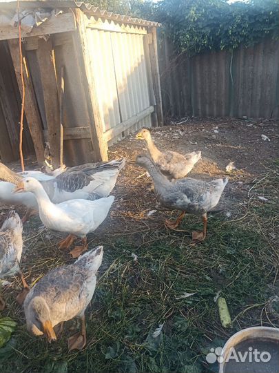 Гусята подрощенные на завод 1000ршт