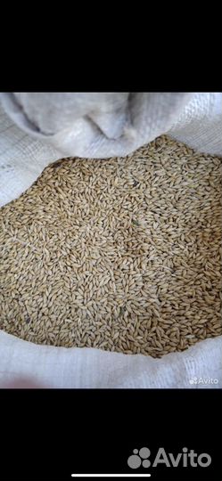 Пшеница ячмень кукуруза