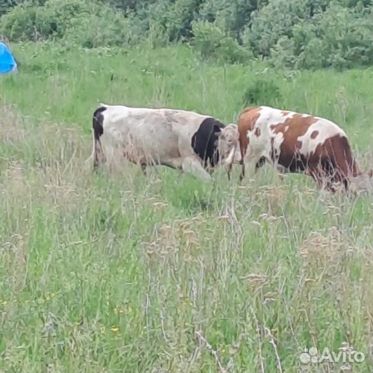 Продажа крс