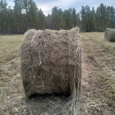 Продам сено в рулонах