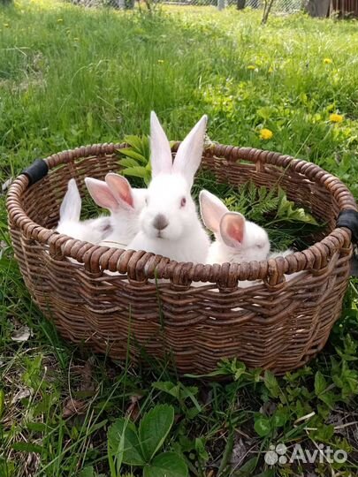 Крольчата Калифорнийской породы