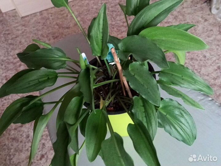 Дримиопсис пятнистый клубень и вербенник монетчат