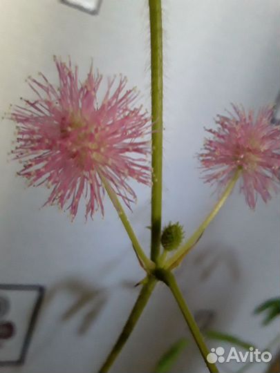 Мимоза,колумнея