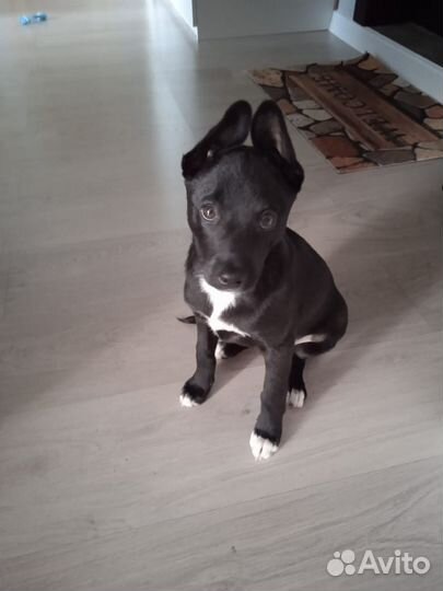 Собаки в дар