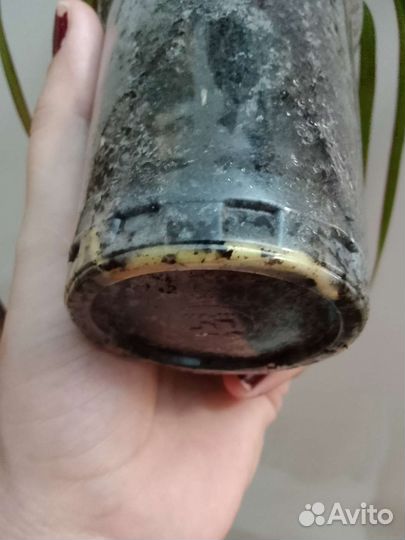 Драцена биколор