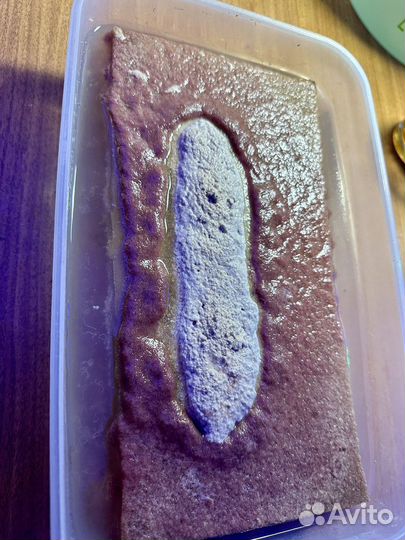 Живой корм для рыб, алофорус/трубочник