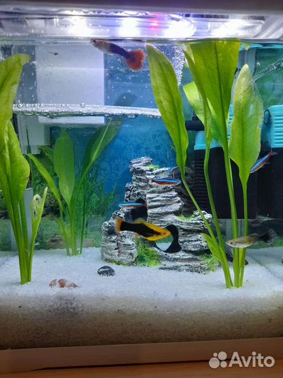 Аквариум