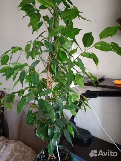 Фикус