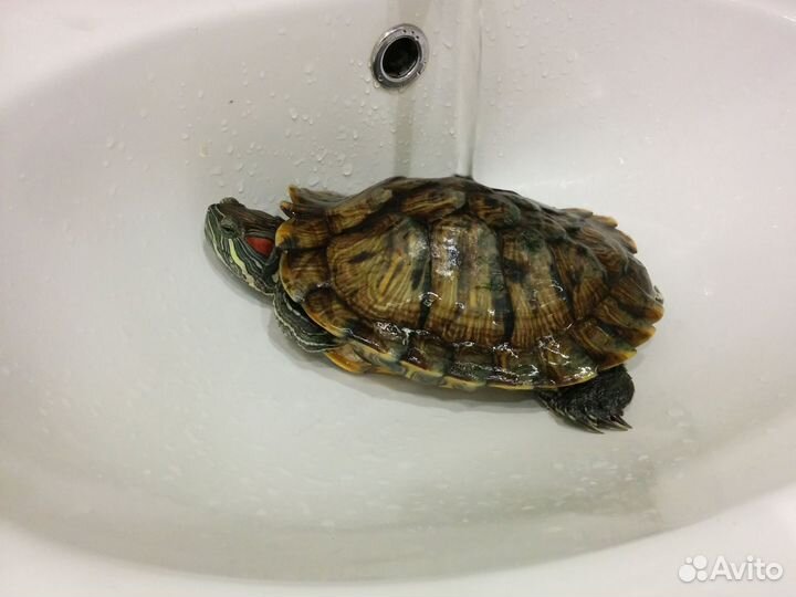 Красноухая черепаха бесплатно