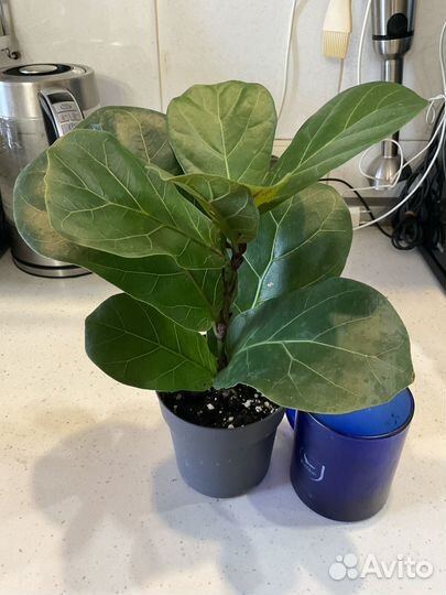 Фикус,драцена
