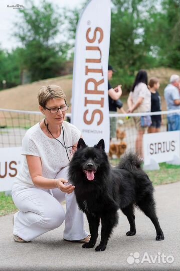 Щенки большого немецкого шпица. Документы РКФ