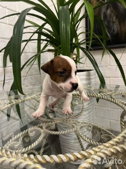 Джек Рассел терьер