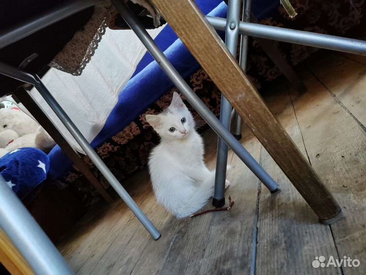 Котята в добрые руки бесплатно