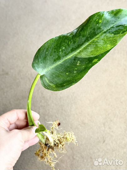 Филодендрон хосе буоно / Jose Buono /White marble