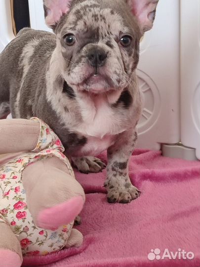 Французский бульдог щенки