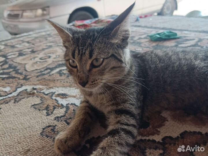 Отдам в добрые руки