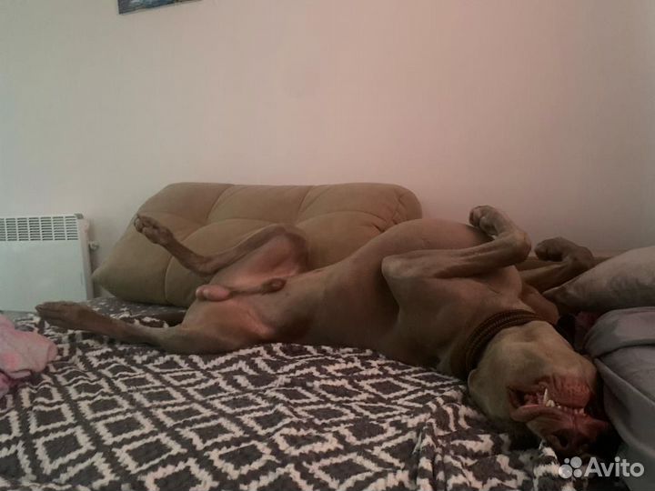 Случка собак