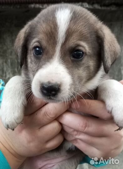 Щенок девочка в добрые руки