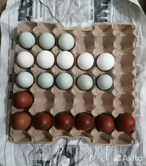 Инкубационное яйцо Маран,Леггорн,Лакеданзи,Америу