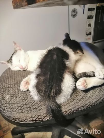 Кошечка в добрые руки