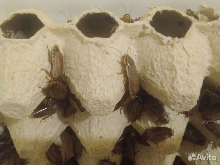 Живые насекомые (сверчки, тараканы, зоофобас)