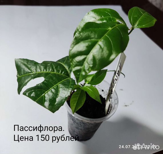 Цветы комнатные