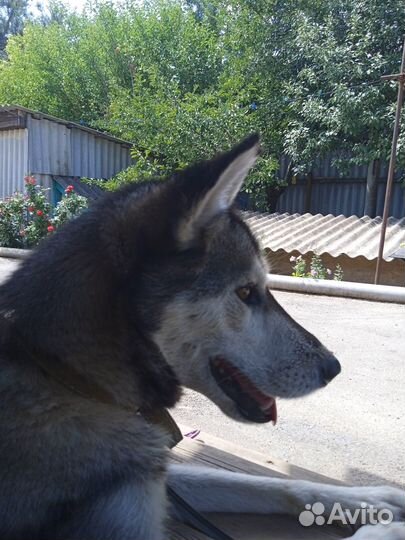 Продам щенка смесь хаски