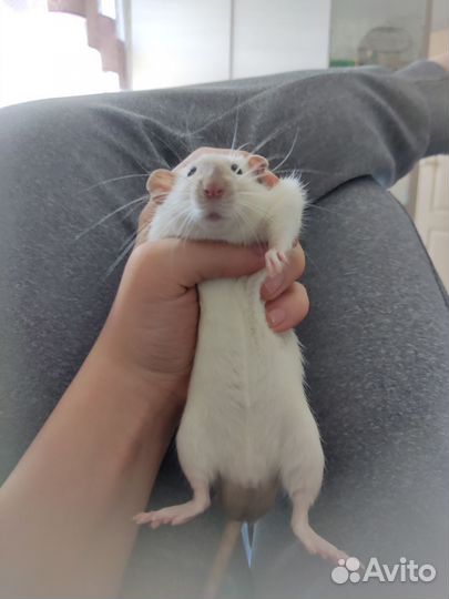 Крысы дамбо девочки