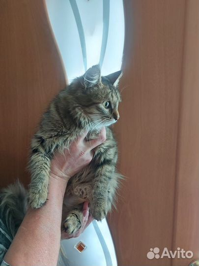 Кошечка в добрые руки