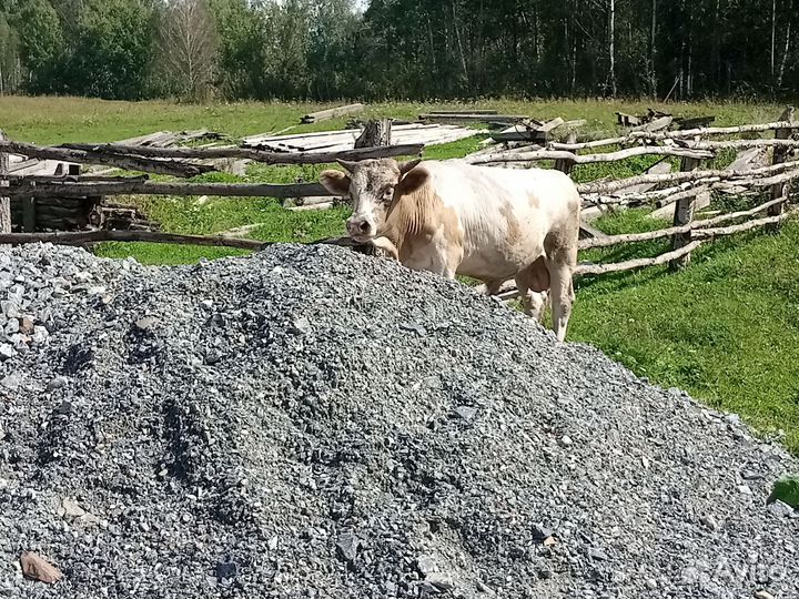 Продам быков