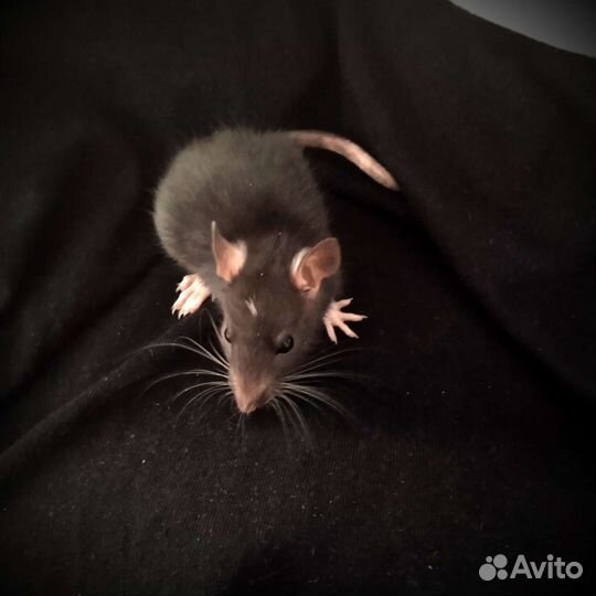 Декоративные крысята