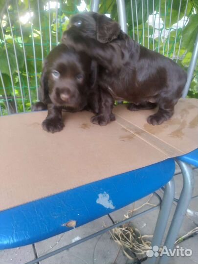 Щенки кокер спаниеля