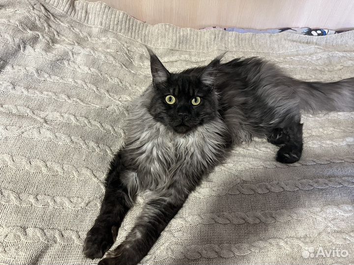 Котята майкун