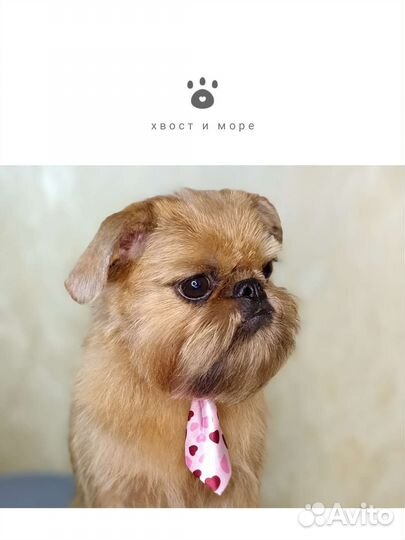 Грумер стрижка собак