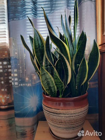 Сансевиерия