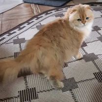 Шотландская вислоухая (фолд) кошка Хайлонд