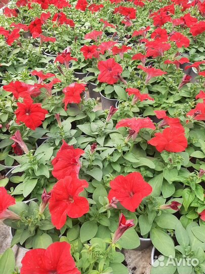 Рассада цветов. Петуния, тагетес, колеус, и др