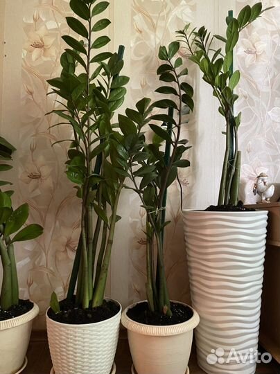 Замиокулькас