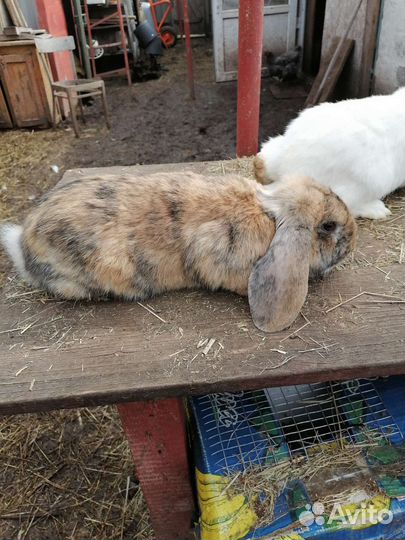 Французский баран