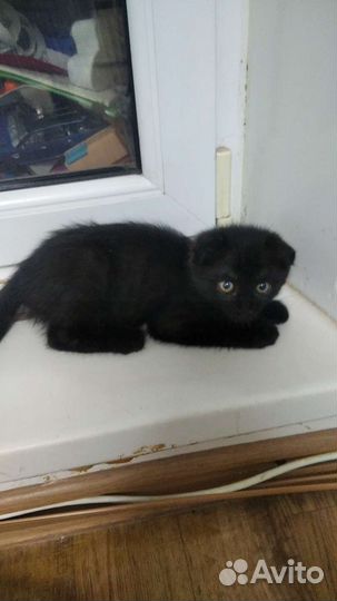 Котик