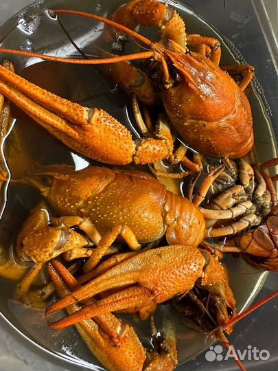 Саратовские раки живые Красногорск