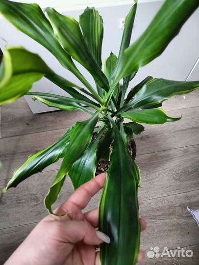 Пальма драцена, юкка