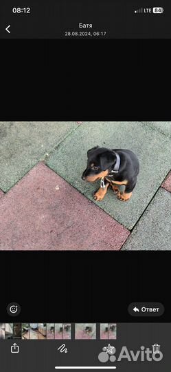 Кобель ягдтерьер