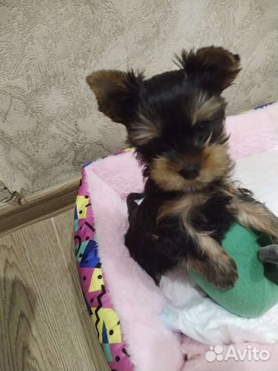 Йоркширский терьер мини девочка